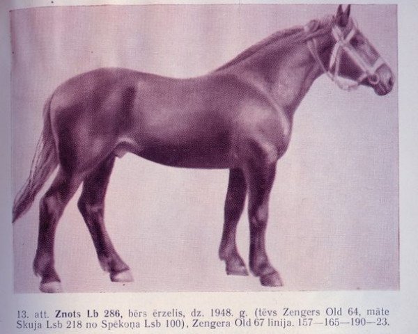 stallion Znots (Latvian Warmblood, 1948, from Zengers)