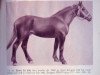 stallion Znots (Latvian Warmblood, 1948, from Zengers)