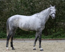 Springpferd Con Valor B (Westfale, 2011, von DSP Con Spirit)