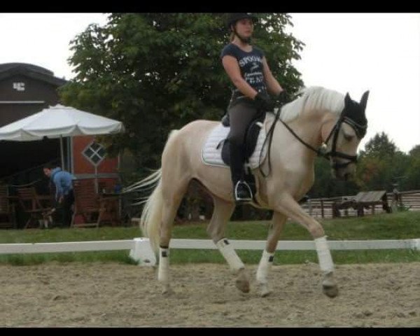broodmare White Angel 5 (German Riding Pony, 2011, from White Diamond B)