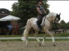 Zuchtstute White Angel 5 (Deutsches Reitpony, 2011, von White Diamond B)