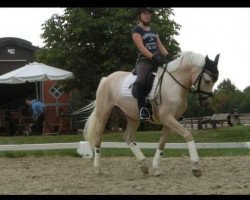 Zuchtstute White Angel 5 (Deutsches Reitpony, 2011, von White Diamond B)