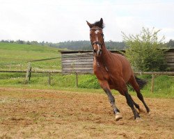 broodmare Lafee (German Sport Horse, 2007, from Lavaletto)