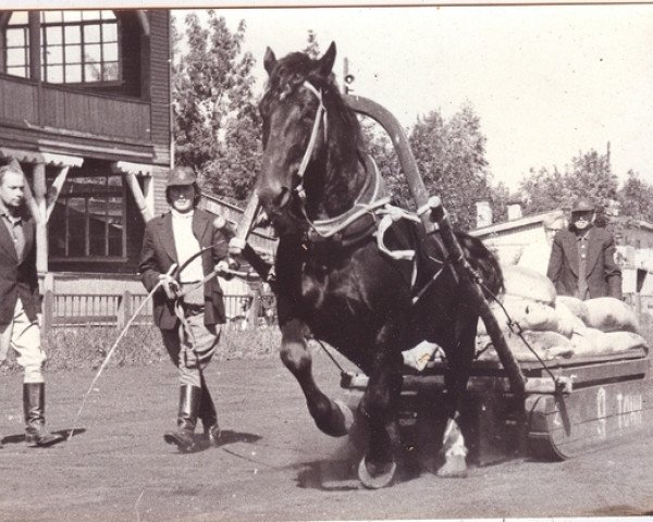 Deckhengst Sīriuss (Lettisches Warmblut, 1987, von Staldzis)