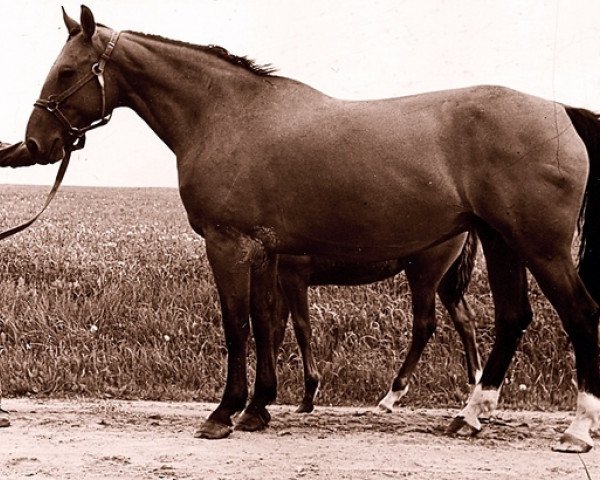 broodmare Aiva (Latvian Warmblood,  , from Flagmanis)