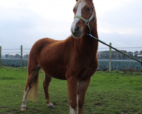 Pferd patricia (Welsh, 2013)