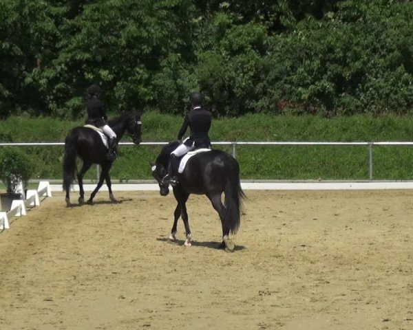 Reitturnier Ladenburg 2018