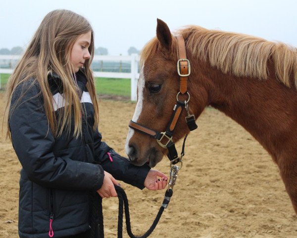 dressage horse Erica Fenne (Welsh, 2014, from Wheemhoeve's Marko)