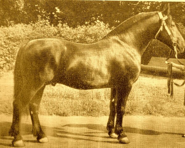 stallion Strādnieks (Latvian Warmblood, 1959, from Spekonis)