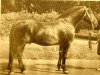 stallion Strādnieks (Latvian Warmblood, 1959, from Spekonis)