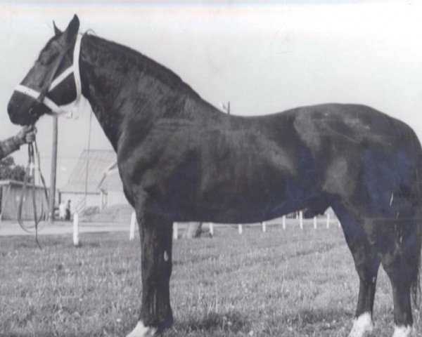 Deckhengst Gatarts (Lettisches Warmblut, 1969, von Gaidis)