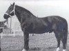 stallion Gatarts (Latvian Warmblood, 1969, from Gaidis)