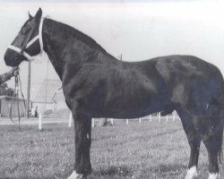 stallion Gatarts (Latvian Warmblood, 1969, from Gaidis)