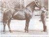 broodmare Tekla (Latvian Warmblood, 1952, from Gotenfirsts)