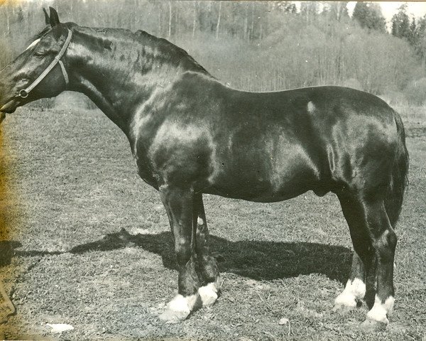 Deckhengst Girts (Lettisches Warmblut, 1968, von Gaidis)