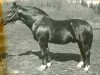 stallion Girts (Latvian Warmblood, 1968, from Gaidis)