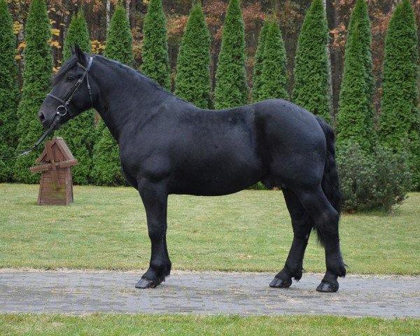 Pferd Kaszmir (Polnisches Kaltblut, 2014)