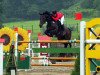 jumper Qualite 4 (Belgian Warmblood, 2002, from Quickfeuer van Koekshof)