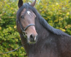 jumper Damiaan (KWPN (Royal Dutch Sporthorse), 2008, from Ultimo)