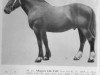 stallion Alkazārs (Latvian Warmblood, 1957, from Andis)