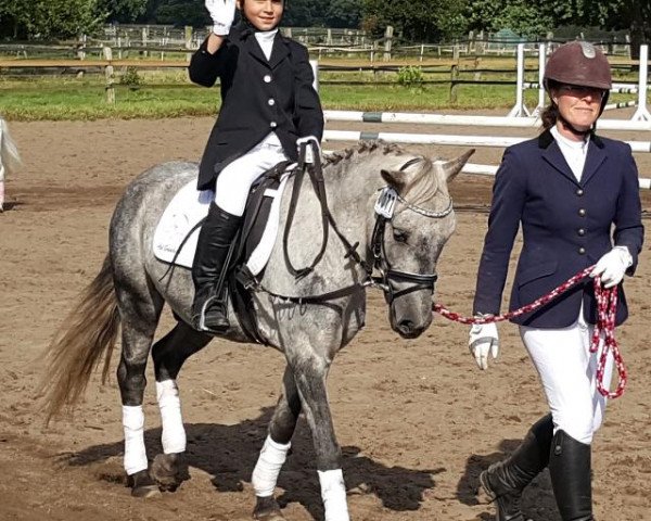 dressage horse Monty 608 (Iceland Horse Mix, 2012)