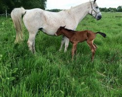 broodmare Domfee (Hanoverian, 1999, from Dux)