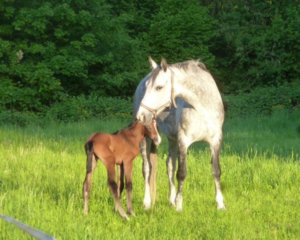 broodmare Gloster's Gloria (Hanoverian, 2008, from Gloster)