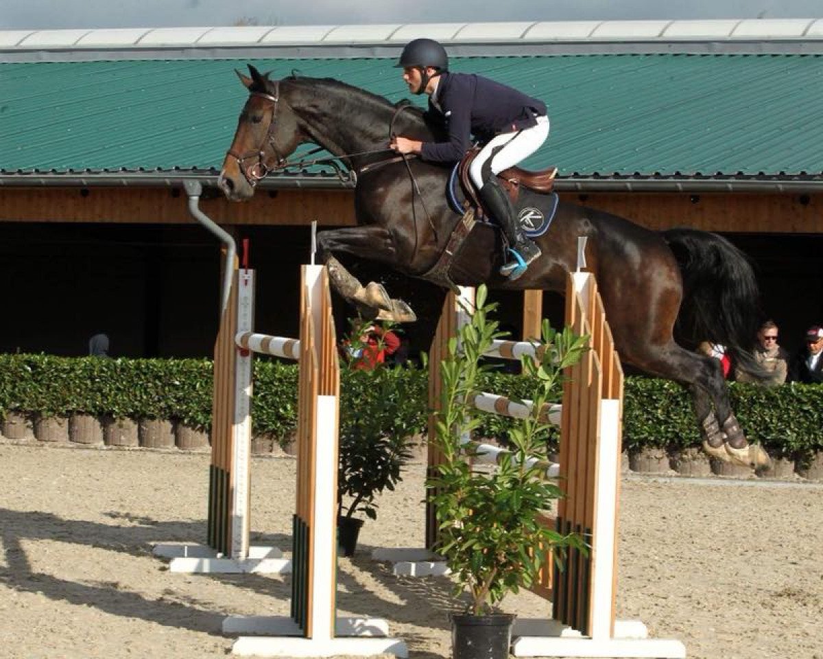 jumper Contessa 187 (Hanoverian, 2008, from Contendro I)