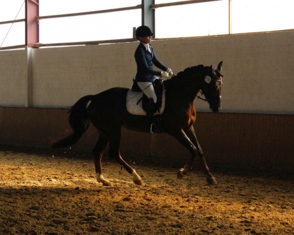 dressage horse Selma Stromberg (Westphalian, 2010, from Soliman)
