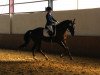 dressage horse Selma Stromberg (Westphalian, 2010, from Soliman)