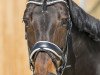 dressage horse Rubins Cortina (Oldenburg, 2005, from Rubin Cortes OLD)