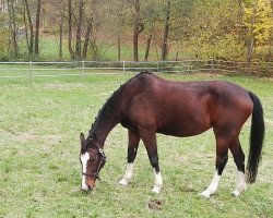 broodmare Lintas Girl (Württemberger, 2001, from Lintas)