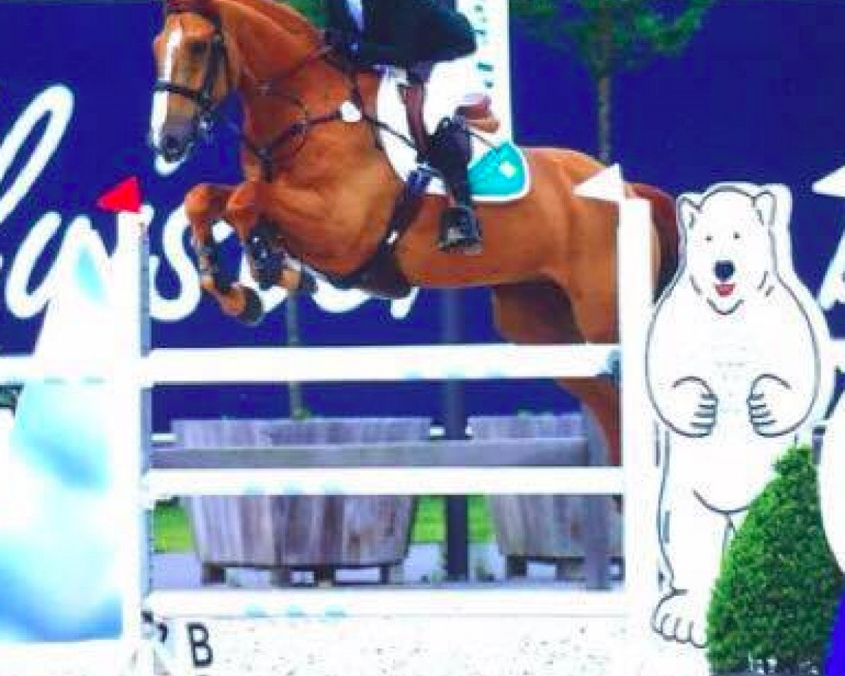 jumper Quarrycrest Clover (Irish Sport Horse, 2006, from Clover Echo)