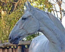 broodmare 354 Santa L (Lipizzaner, 2012, from 202 Maestoso Batosta V-5)