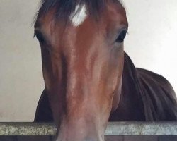 broodmare Sissi (Hanoverian, 1994, from Sao Paulo)