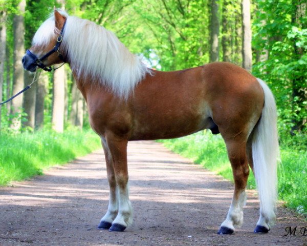 Pferd Ambassador (Haflinger, 1999, von Amsterdam)