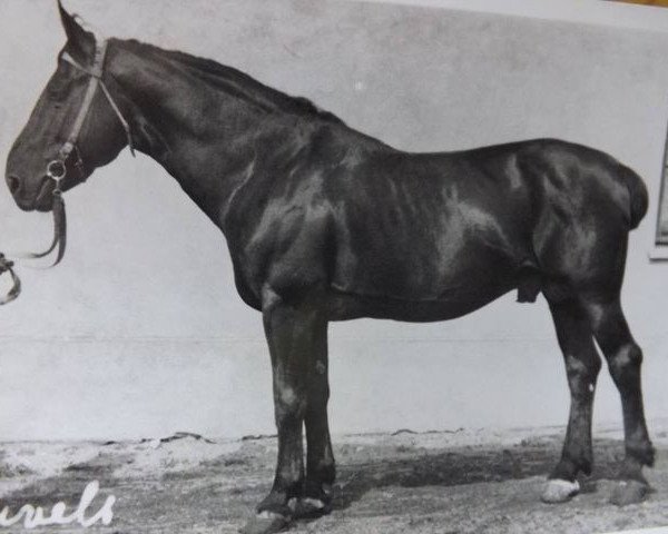 stallion Juveels (Oldenburg,  , from Gerber 2512)