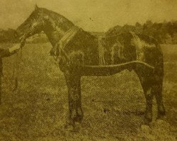 stallion Jumiķis (Latvian Warmblood, 1933, from Juveels)