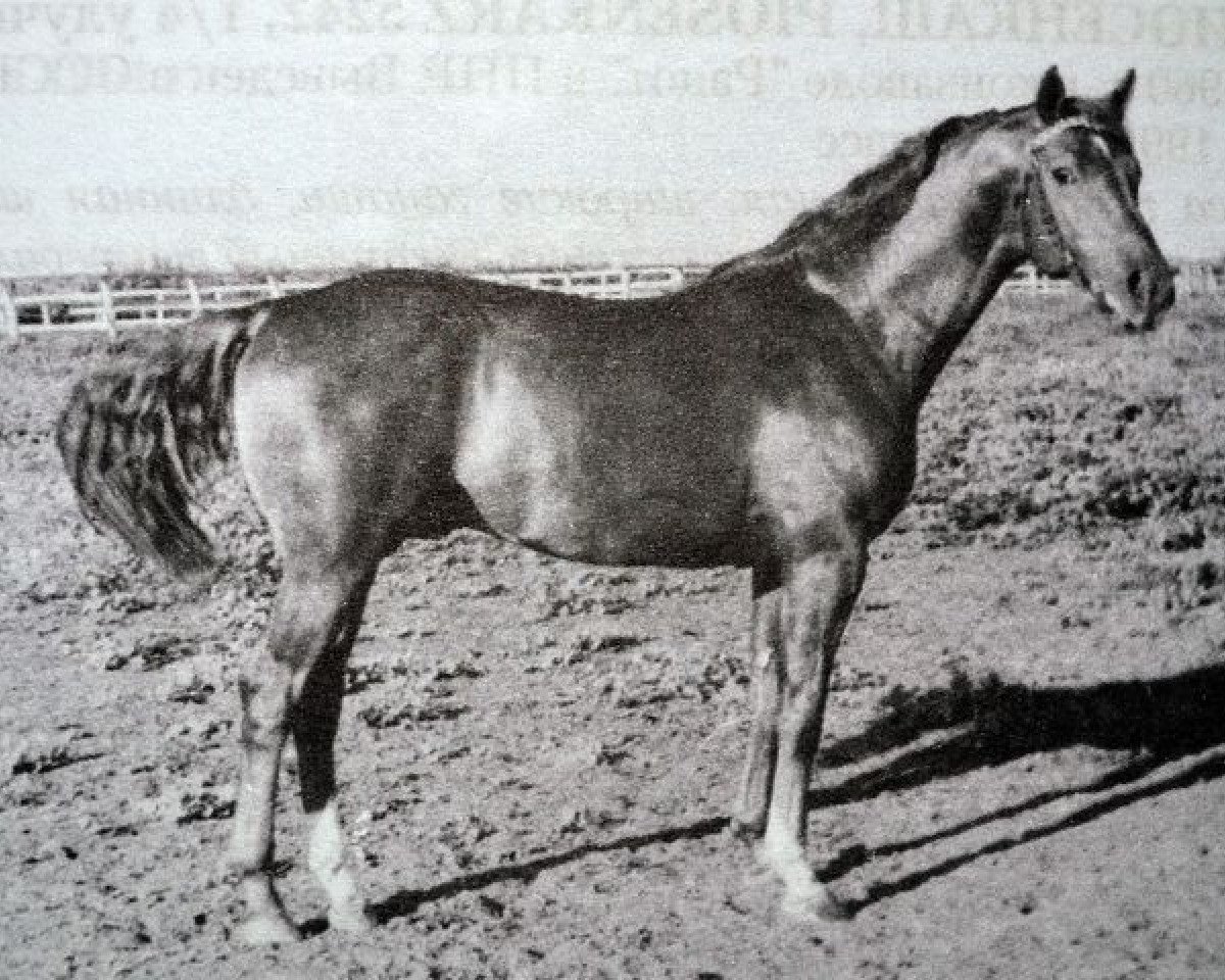 Deckhengst Hazavat (Russisch Trakehner, 1948, von Hegemeister)