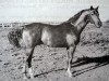 stallion Hazavat (Russian Trakehner, 1948, from Hegemeister)