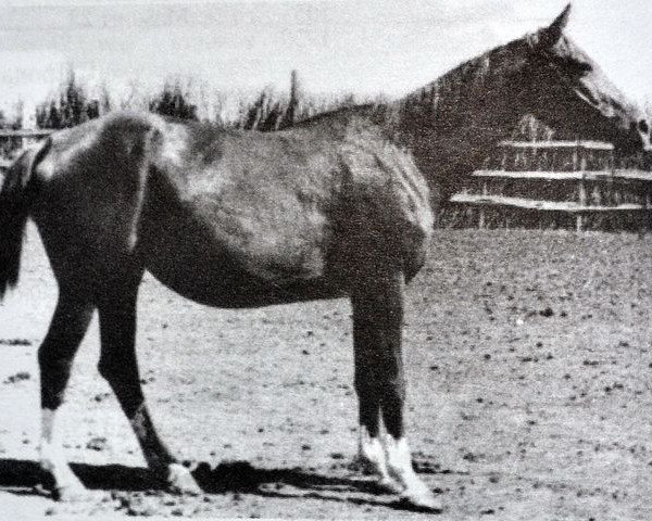 stallion Marcel xx (Thoroughbred, 1935, from Rameses the Second xx)