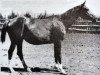 stallion Marcel xx (Thoroughbred, 1935, from Rameses the Second xx)