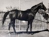 stallion Brom xx (Thoroughbred, 1950, from Baltazar xx)