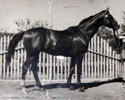 stallion Brom xx (Thoroughbred, 1950, from Baltazar xx)