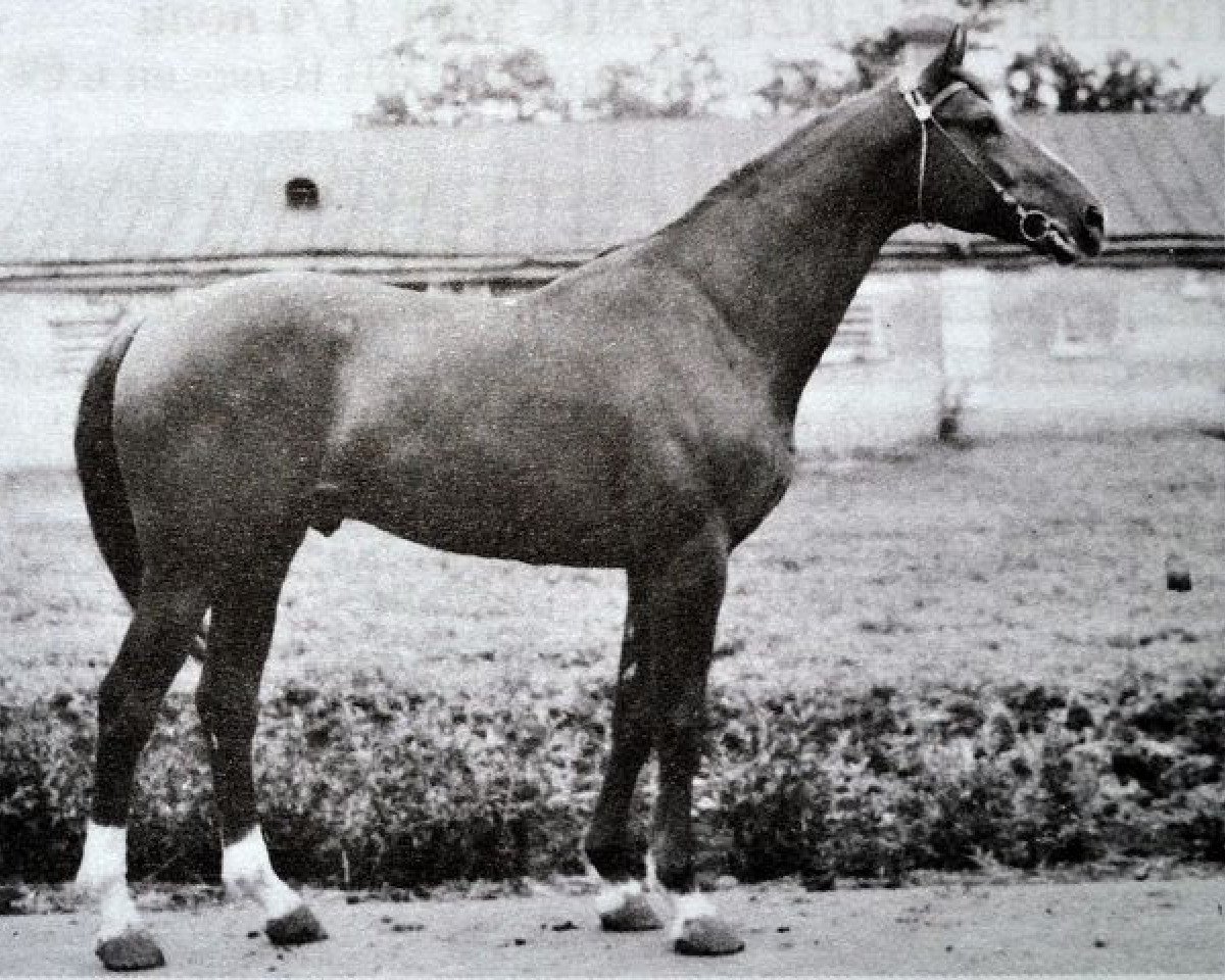 stallion Akrobat (Russian Trakehner, 1964, from Achmad)