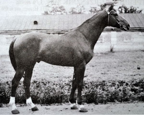 stallion Akrobat (Russian Trakehner, 1964, from Achmad)