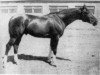 stallion Harakters (Russian Trakehner, 1969, from Akrobat)