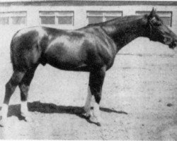 stallion Harakters (Russian Trakehner, 1969, from Akrobat)