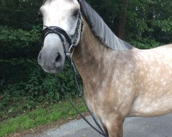 broodmare Donna Leona (German Riding Pony, 2012, from Donnerwetter)