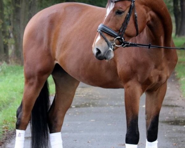 dressage horse Fabulous Fips (Rhinelander, 2010, from Flatley 2)